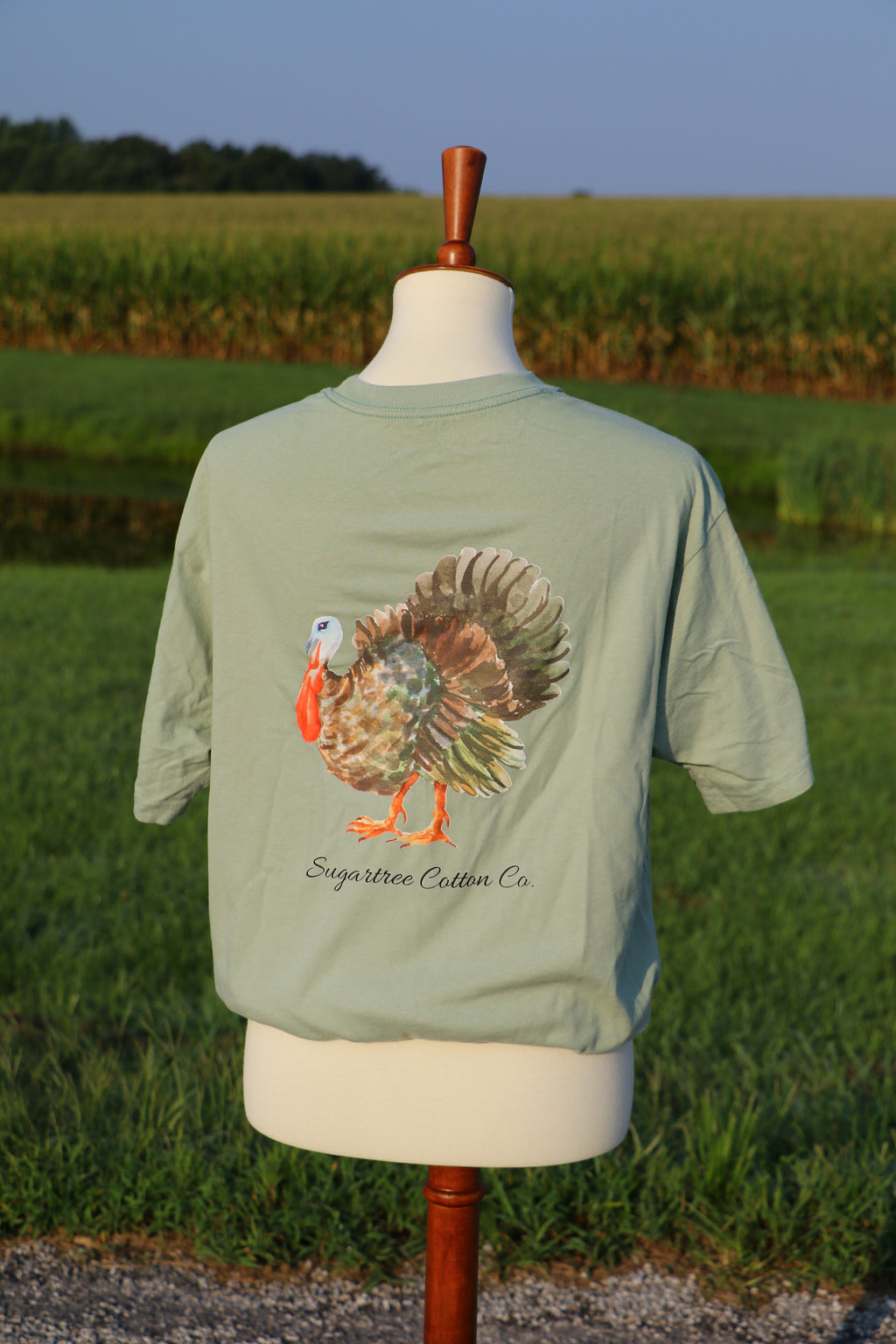 Feathered Collection: The Turkey