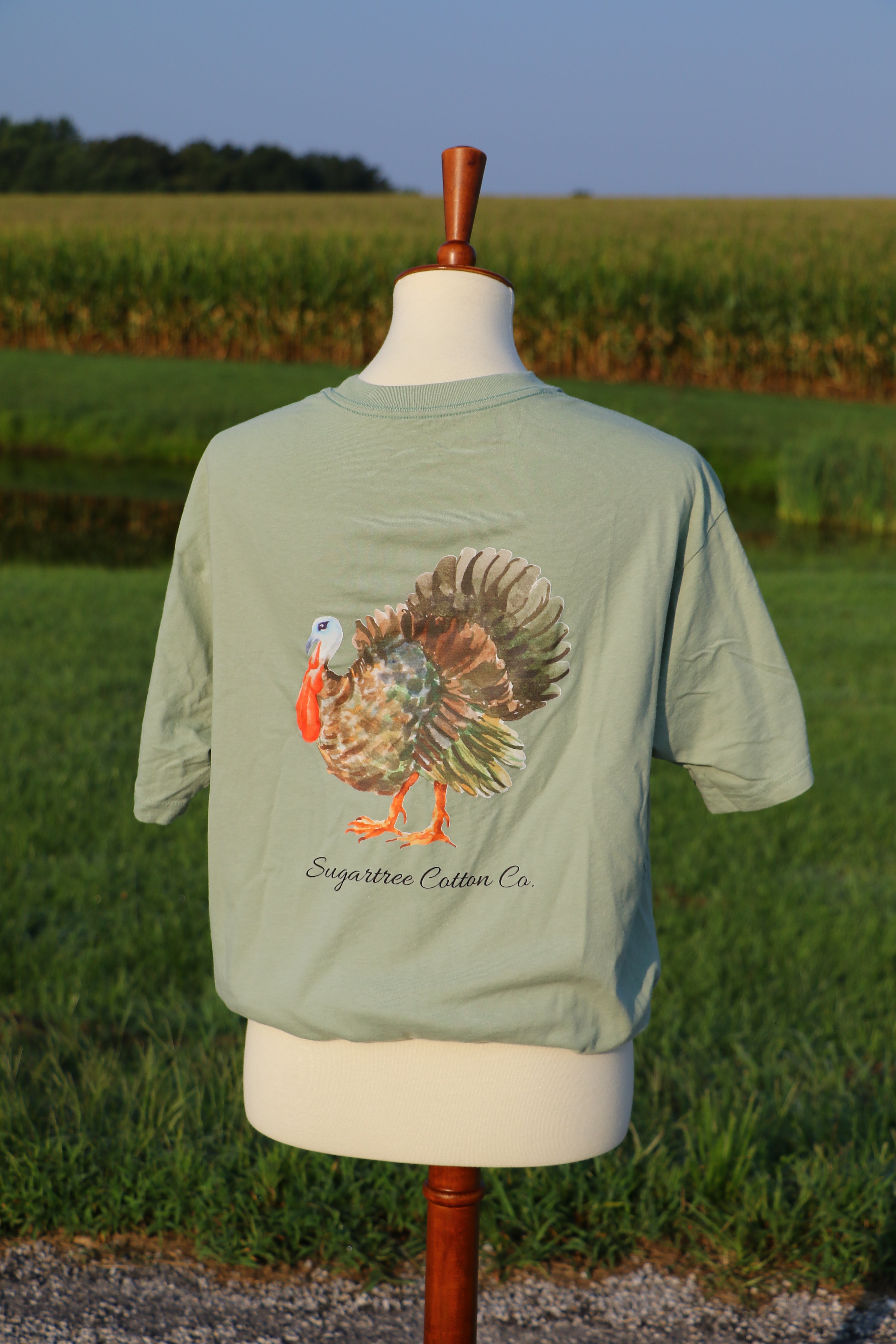 Feathered Collection: The Turkey