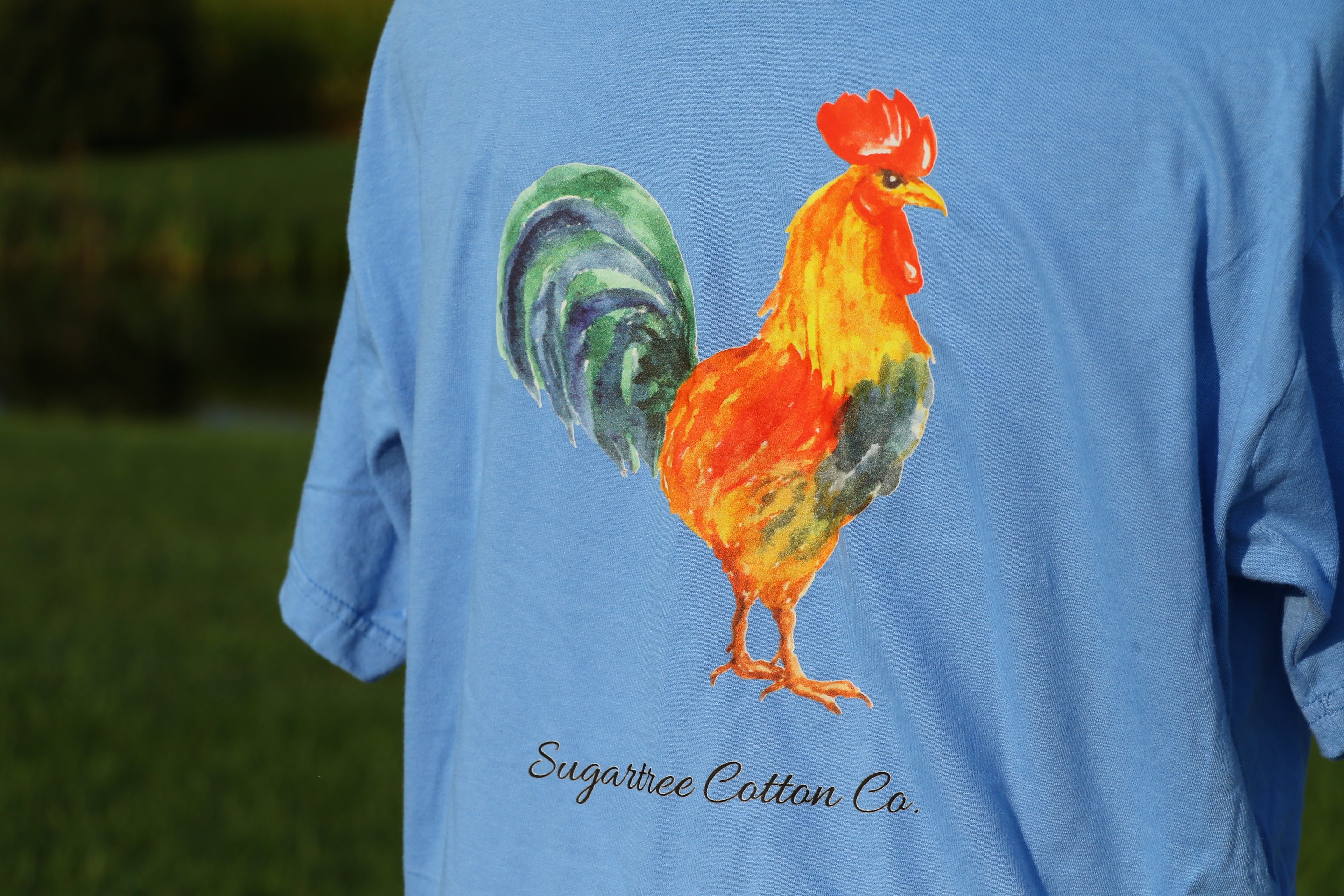 Feathered Collection: The Rooster